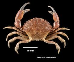 Image result for Crabbea nana