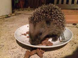 Sinnvoll ist vor allem die fütterung im herbst und im winter, wenn futter knapp ist igel fressen vor allem insekten wie würmer, schnecken und käfer, aber auch obst und gemüse, wenn fleischhaltiges futter rar ist Igel Richtig Futtern Das Beste Futter Fur Igel