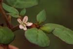 Image result for Trianthema salsoloides