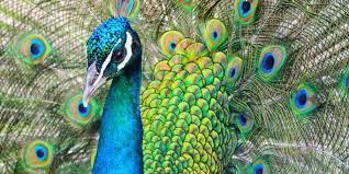 Peacock is nbcuniversal's streaming video service, with free and paid subscription tiers available to access its content. From Peacocks To Penguins The Development Company Uk Ltd