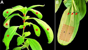 Image result for Flaveria bidentis