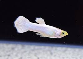 Pin On All Things Aquaria