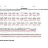 Explain the process of protein synthesis: 1