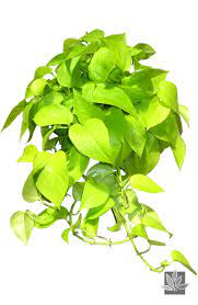 Photos Neon Plants Neon Pothos Pothos Plant