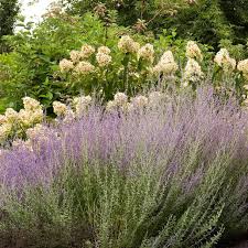 Image result for perovskia atriplicifolia 'little spire'