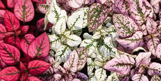 Image result for Hypoestes