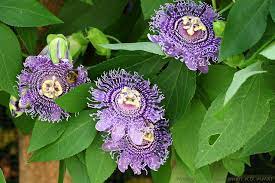 Passiflora Fata Confetto Sugar Plum Fairy Garden Plants Passiflora Passion Flower