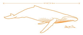 Whales Dimensions Drawings Dimensions Guide