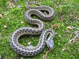 Image result for who eats dead garter snakes