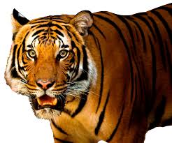 Download icons in all formats or edit them for your designs. Tiger Png Images