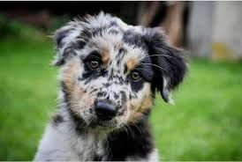 You'll find plenty of texas heeler puppies for sale online. Blue Heeler Australian Shepherd Mix Vet Reviews 3 Reasons To Avoid