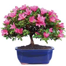 The satsuki azalea is a popular choice among bonsai. Satsuki Azalea Rhododendron Indicum Outdoor Bonsai Brussel S Bonsai