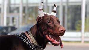 Ear cropping is a common procedure in which a portion of a dog's ears are removed in order to achieve a certain appearance. Veterinary Ear Cropping Near Me Off 70 Www Usushimd Com