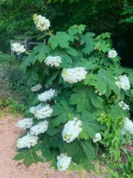 Image result for Hydrangea quercifolia