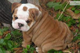 English Bulldog Puppies Cute English Bulldog Puppy For Sale For 1 000 Handsome Akc English Bulldog Puppies Bulldog Puppies For Sale Bulldog