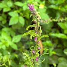 Image result for Pleurolobus