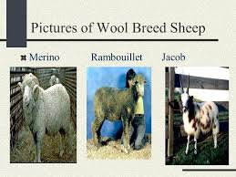 Pasteurized goat's milk from france. Breeds Of Sheep What Do You Use Lamb For Large Animal Science Production Introduction To Sheep Ppt Download