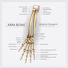 The malleus is the outermost and largest of the three small bones in the mid. Premium Vector Arm Bone Anatomy With Detail Illustration