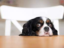 How To Stop A Dog From Begging