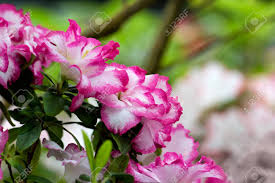 There's the yellow azalea, the white azalea and azalea flowers of other colors such as orange, pink, purple and red. Floral Background Of Lush Fresh Pink With White Azalea Flowers Stock Photo Picture And Royalty Free Image Image 98554440
