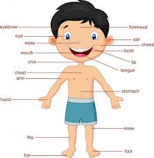 This article contains a list of human body parts names. Body Parts Diagram Quizlet