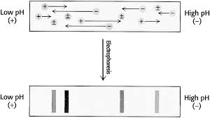 Solved If The Preceeding Proteins Were Separated By | Chegg.Com