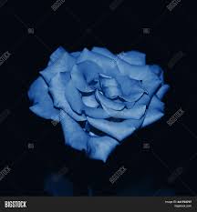 Advertising,flowers,material,studio,poster,fresh background,fresh nature,fresh and elegant,fresh home design,fresh green,fresh green leaves,qingxinziran,poster banner,literature and art,small fresh,simple. Blue Rose Flower Close Image Photo Free Trial Bigstock