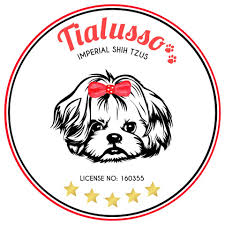 Find local imperial shih tzu in dogs and puppies in the uk and ireland. Tialusso 5 Star Uk Licenced Breeder Of Lush Imperial Shih Tzus Home Facebook