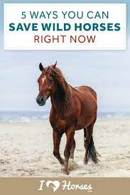 5 Ways You Can Help Save Wild Horses Right Now