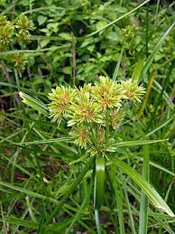 Image result for Cyperus