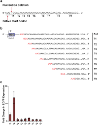 Imagine if there were 200 commonly occurring amino acids instead of 20. A Frame Shifted Gene Which Rescued Its Function By Non Natural Start Codons And Its Application In Constructing Synthetic Gene Circuits Journal Of Biological Engineering Full Text