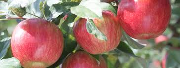 Fruit plants & trees for zone 8. Growing Apples In The Home Garden Umn Extension