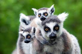 Endemisch in einem gebirge, einer. Gefahrdete Endemische Arten Madagaskar