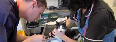 I would recommend the vet's best flea. Find A Vet For Treatment Advice Emergencies Rspca