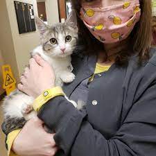 Maybe you would like to learn more about one of these? The Pet Wellness Clinic Fort Collins Co