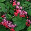 Got a bleeding heart plant that always looks spindly, yellow and barely producing any flowers? Https Encrypted Tbn0 Gstatic Com Images Q Tbn And9gcs7mejat9k4jnu1n0bwqoavfcvhbcupy1ukpfntj8p8j2 Ks0gi Usqp Cau