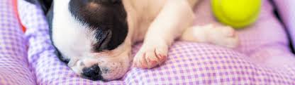 Traducir cachorro significado cachorro traducción de cachorro sinónimos de cachorro, antónimos de cachorro. Caminha Para Cachorro Como Escolher O Melhor Modelo Deumzoom