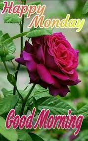 Download these amazing flowers wallpapers and send it your beloved girlfriend and boyfriend. Good Morning Monday Flowers To Download Good Morning Flower Images And Quotes Free Downl Good Morning Happy Monday Monday Morning Quotes Good Morning Flowers