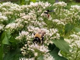 Image result for Mikaniopsis