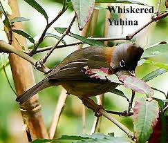 Whiskered Yuhina Bird Photo In 2020 Bird Photo Bird Bird Watching