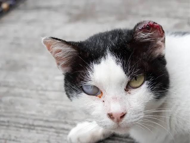 Symptoms of Cat Eye Infection Every Cat Owner Should Notice
