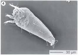 Image result for Calepitrimerus vitis