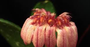 Image result for Bulbophyllum comatum
