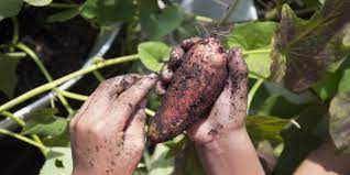They grow well in sandy soil and don't require much fertilizing. Garden Help It S Time To Plant Sweet Potatoes In Northeast Florida