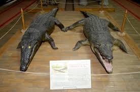 Lütfen farklı bir tarih seçin. Cel Mai Vechi Muzeul De Istorie NaturalÄƒ Din È›arÄƒ StÄƒ Inchis Din 2013 Deoarece Este Un Pericol Pentru Vizitatori Presshub