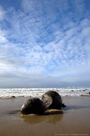 Large spherical rocks, which are found on the shore of lake huron near kettle point, ontario , and locally known as kettles, are typical cannonball concretions. The Moeraki Boulders And Other Rocks Finding The Universe
