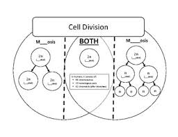 Mitosis And Meiosis Venn Diagram