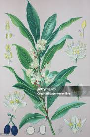 Image result for Lauraceae