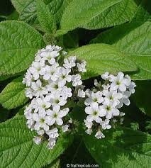 Image result for Heliotropium lineare