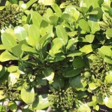 Image result for Canthium inerme